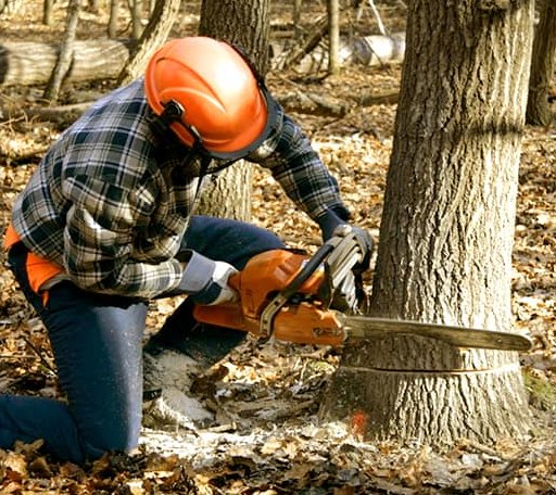 Tree Removal in Fedora, SD